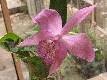 There�s an orchid in my kitchen