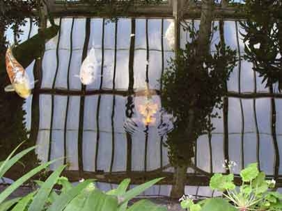 We are observing fishes or fishes are observing us?  