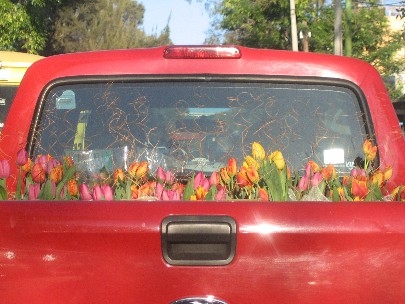 Valentine tulips on the go