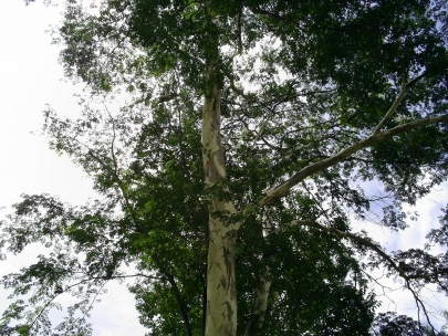 let�s go for a walk