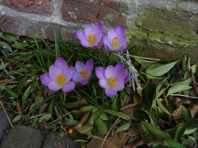 look!look!spring-is-here