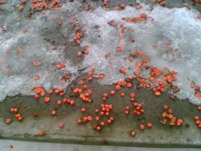 kalyna in the snow... 