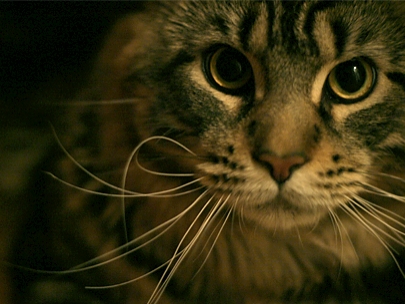 curiousity all around