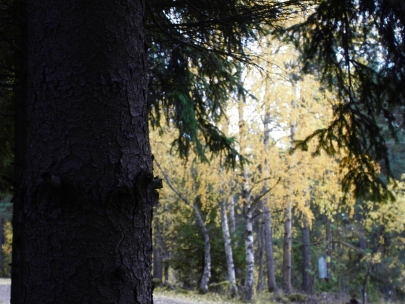 goodbye, my dear trees