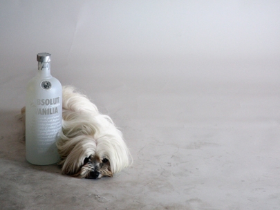 absolut vanilla maltes