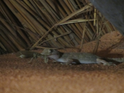 BAM, you're in south Africa