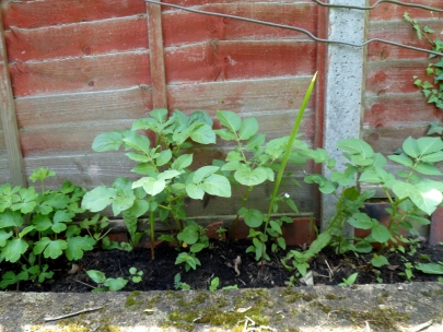 my housemate�s potatoes