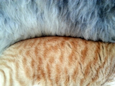 cat and sheep