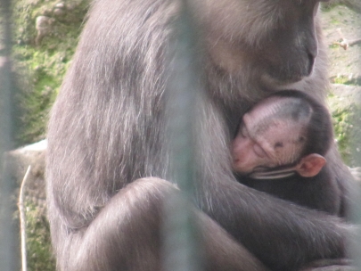 baby with old mens'ears