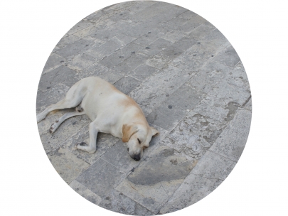 sleepdog