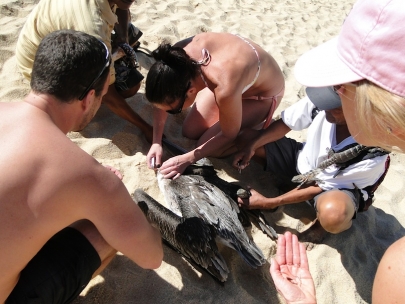 Helping a pelican trapped in fishing line 