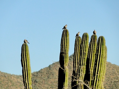 I wonder if these birds feet hurt