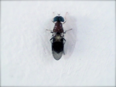 Some bug.......