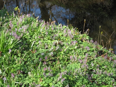 mama, wild hyacinth in Sorghvliet