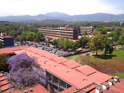 My bike is under that jacaranda