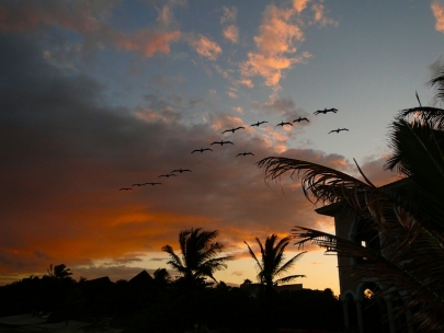 Here come the pelicans!