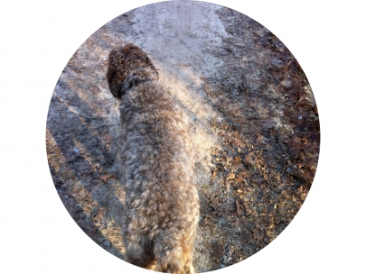 blenddog