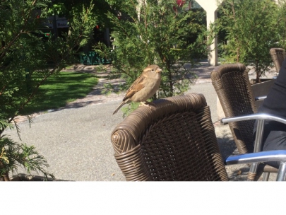 hier zie je nog volop mussen