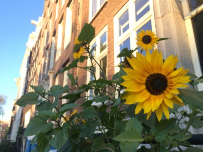 sunflowers in my heart