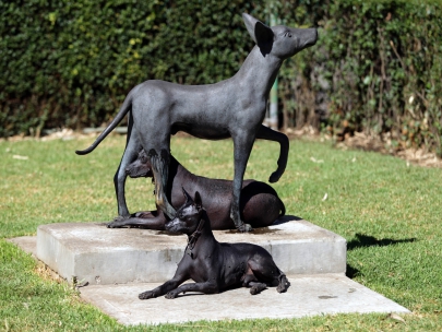 Xoloitzcuintles
