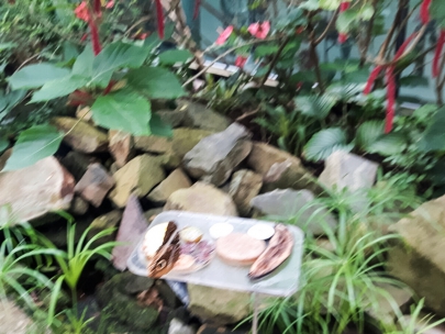 these are butterflies as you can see. in artis