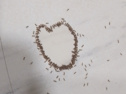 Lovely ants 