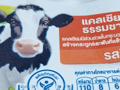 Dutch cows in Thailand