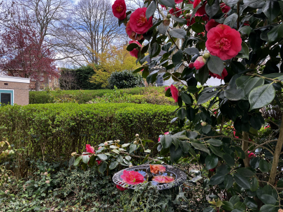 in love with my new garden 