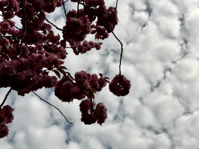 continuum of woolliness