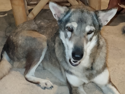 Thai  Husky