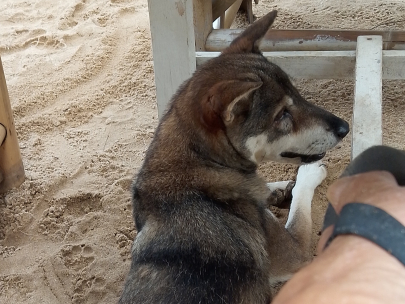 Trusted companion