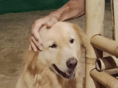 Buddy