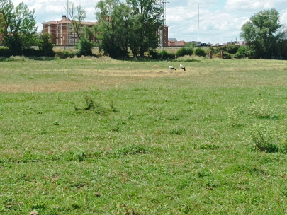 Pareja