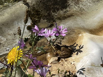 Tomando el sol bajo sombra 