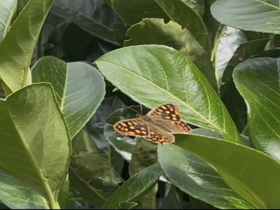 Mariposa 