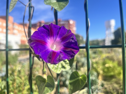 Contin�a la primavera
