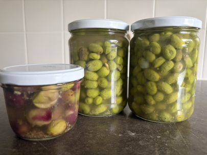 olives from my balcony 