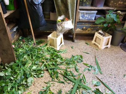 of flowers and decay