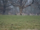 rain deers