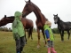 The beauty of horses