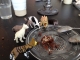 Diner guests