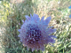 Flor