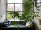 home is where the tree is